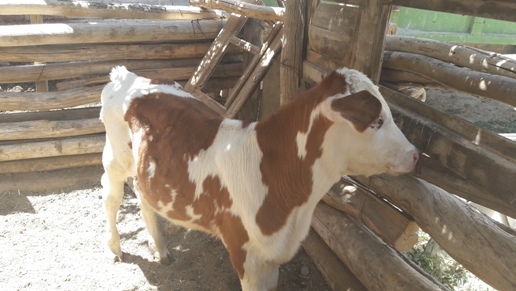 آغاز اصلاح نژادگاوهای آمیخته وبومی در چهارمحال و بختیاری