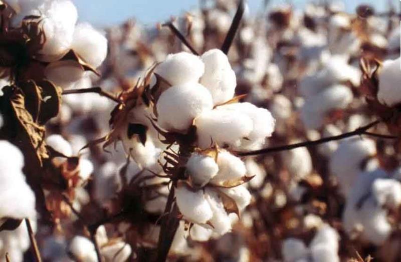 نبود مراکز خرید تضمینی در زرین دشت رشته پنبه کاران را پنبه کرد