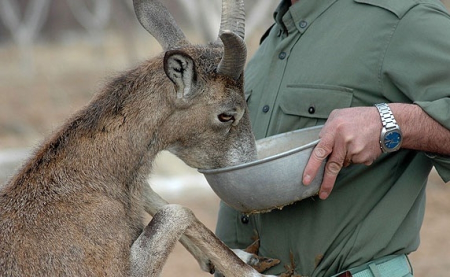 کمبود بیش از شش هزار محیط‌بان در کشور