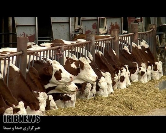 پرداخت 3 ميليارد تومان تسهيلات براي ساخت 80 دامداري خسارت ديده از زلزله