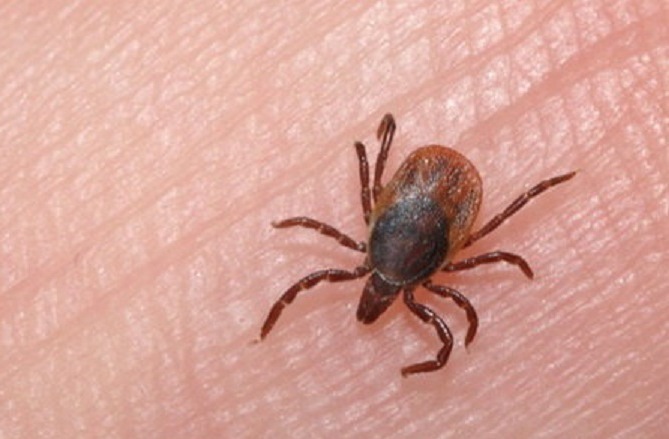 تب خونریزی دهنده کریمه کنگو چیست؟