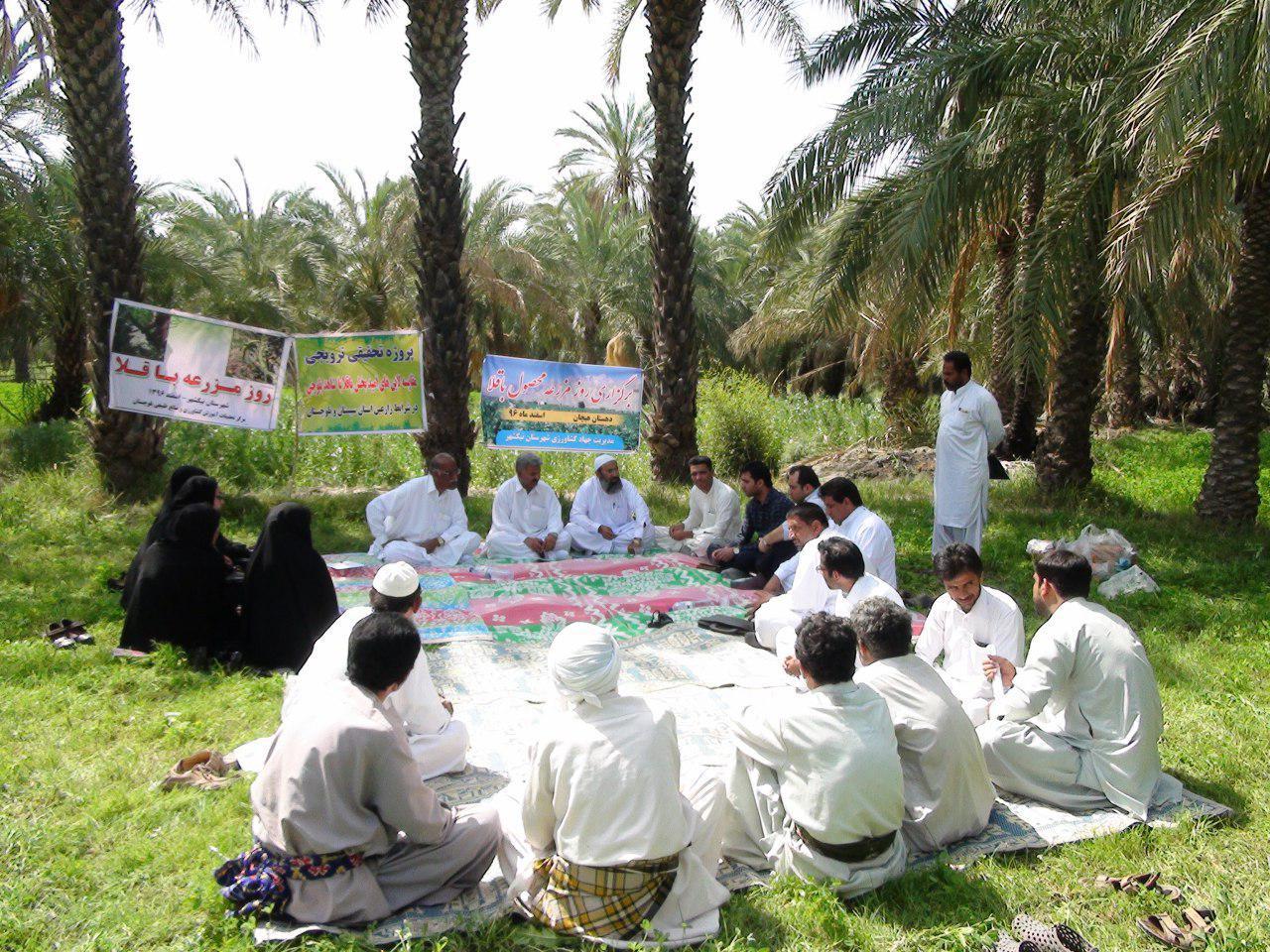 روز مزرعه باقلا در روستای هیچان شهرستان نیکشهر روز مزرعه باقلا در روستای هیچان شهرستان نیکشهر