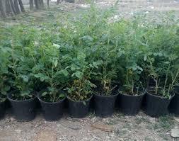 توزیع نهال زرشک و گل محمدی در بین روستائیان توزیع نهال زرشک و گل محمدی در بین روستائیان