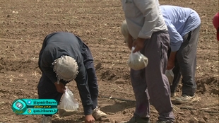 آغاز کاشت گیاهان دارویی در قم