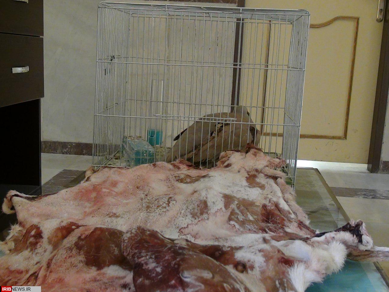 دستگیری شکارچی غیر مجاز در حیات وحش گیلانغرب