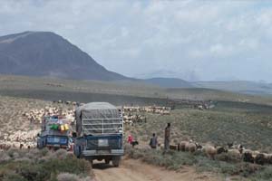 ورود عشایـر ایل قشقایـی به  شهرضا و دهاقان