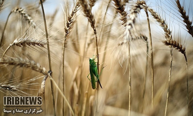 مبارزه با آفت سن گندم و جو در بانه مبارزه با آفت سن گندم و جو در بانه