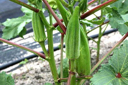 آغاز برداشت بامیه در شهرستان شادگان