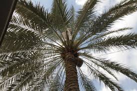 توزیع نهال نخل میان باغداران گراش