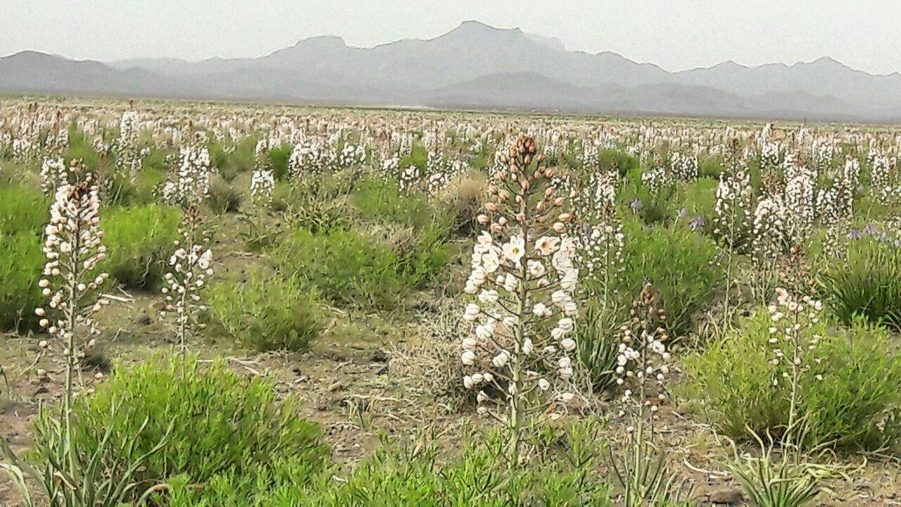 دشت عسلون_ شهربابک