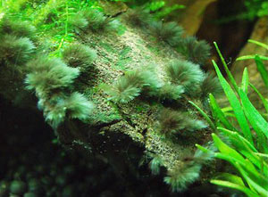http://www.iribnews.ir/files/fa/news/1396/3/10/1049682_916.jpg