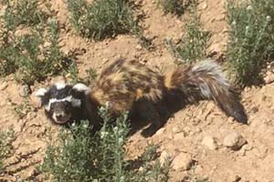 مشاهده گونه کمیاب زرده بر در منطقه شکار ممنوع دشتک