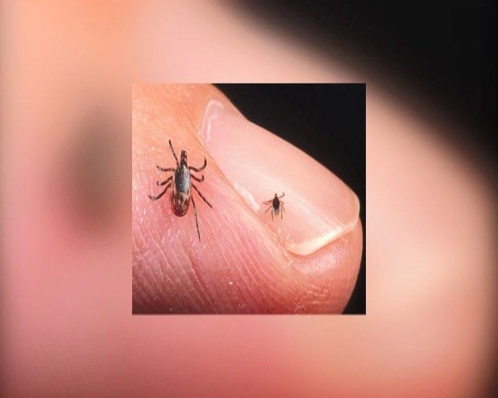 احتمال شیوع بیماری تب کریمه کنگو در فارس + فیلم احتمال شیوع بیماری تب کریمه کنگو در فارس + فیلم