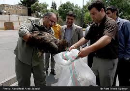 تحویل یک عقاب به محیط زیست کهنوج