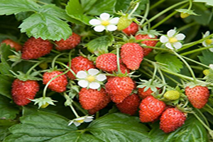 کشت توت فرنگی در فضای باز برای اولین بار در دهاقان