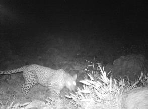 مشاهده پلنگ در پارک ملی بختگان استان فارس