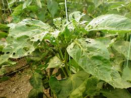 هجوم کرم های برگ خوار به کشتزارهای چغندر تربت حیدریه هجوم کرم های برگ خوار به کشتزارهای چغندر تربت حیدریه