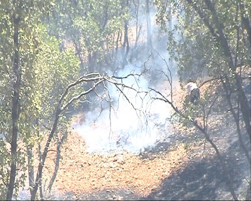 مهار بخشی از آتش سوزی جنگل های گنجه ای