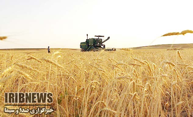 ۹۴ مرکز خرید آماده دریافت گندم هستند/ گندم نامرغوب و آلوده خریداری نمیشود ۹۴ مرکز خرید آماده دریافت گندم هستند/ گندم نامرغوب و آلوده خریداری نمیشود