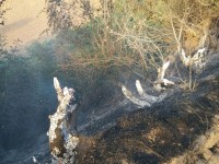 از تعقیب و گریز پلیس تا ماجرای مرال و مادر+فیلم از تعقیب و گریز پلیس تا ماجرای مرال و مادر+فیلم