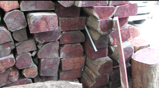 از تعقیب و گریز پلیس تا ماجرای مرال و مادر+فیلم از تعقیب و گریز پلیس تا ماجرای مرال و مادر+فیلم