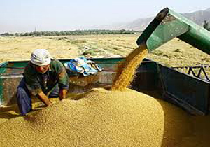 پرداخت بیش از ۸۵ درصد مطالبات کشاورزان گندم کار