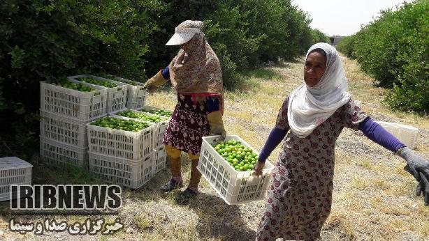 برداشت لیمو ترش از باغات مرکبات توکهور هشتبندی | خبرگزاری صدا و سیما