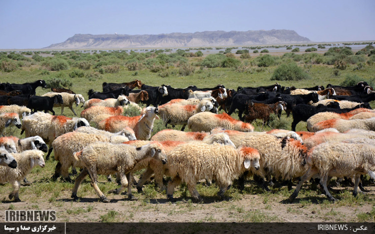 چرای بی رویه داوم و تخریب مراتع اردبیل چرای بی رویه داوم و تخریب مراتع اردبیل