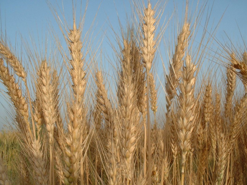 خرید بیش از ۶۰۷ هزار تن گندم در استان فارس