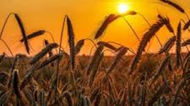 پرداخت 333 میلیارد تومان طلب گندمکاران گلستانی