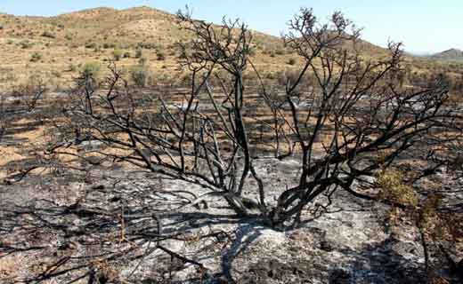 اتش به جان جنگلهای بافت افتاد