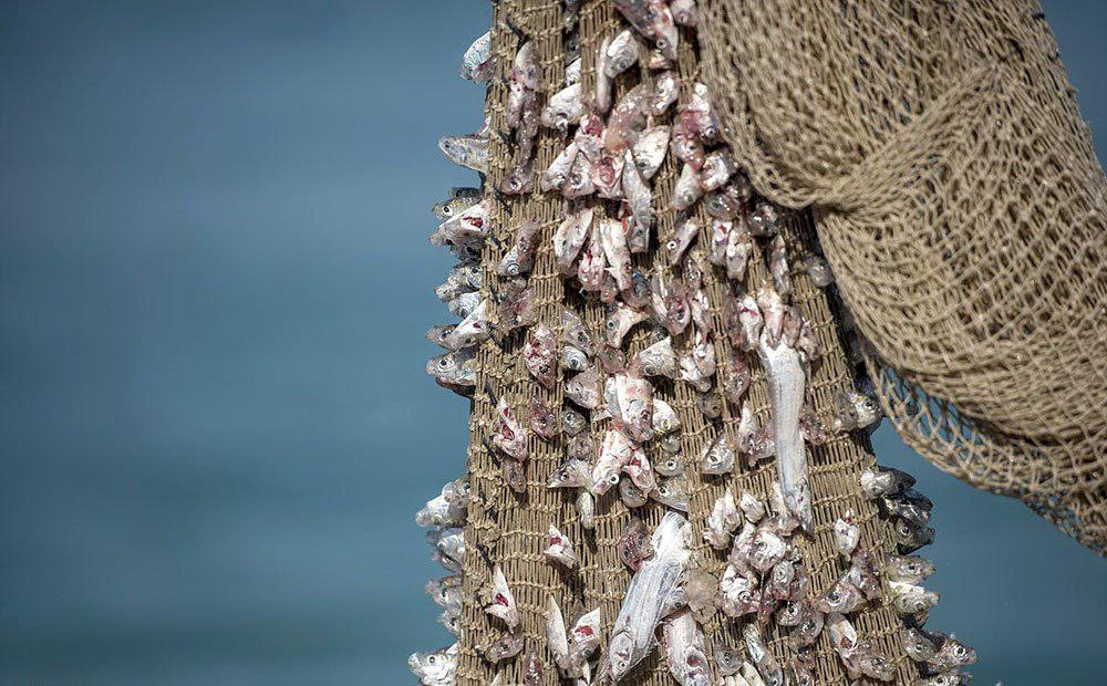 رکود شکنی صادرات میگو