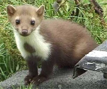 سمور سنگی پس از درمان در طبیعت رها شد