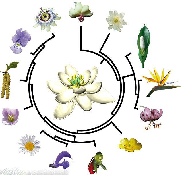 بازسازی فسیل گیاه 140 میلیون ساله