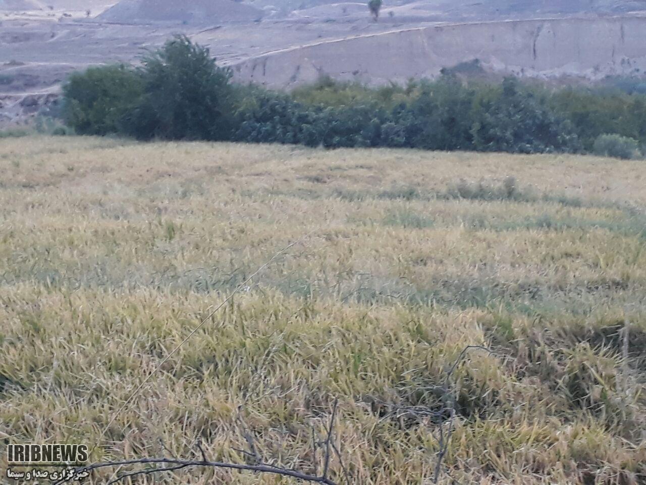 آغاز برداشت برنج بهاره درچرام