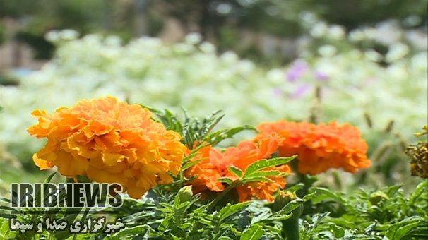 استقرار هوای گرم تا چند روز آینده در زنجان