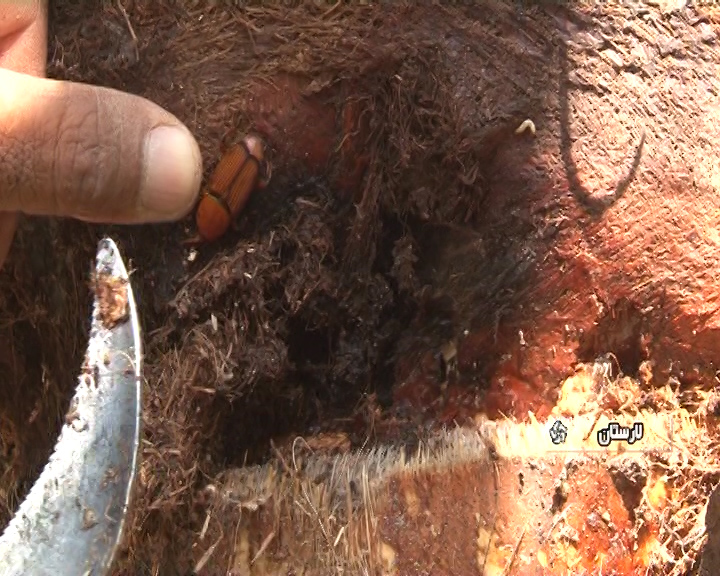 نخل هایی که ایستاده می میرند + فیلم