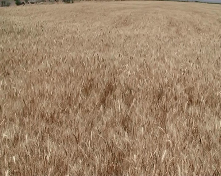 پرداخت 11 میلیارد تومان از طلب گندمکاران خراسان جنوبی