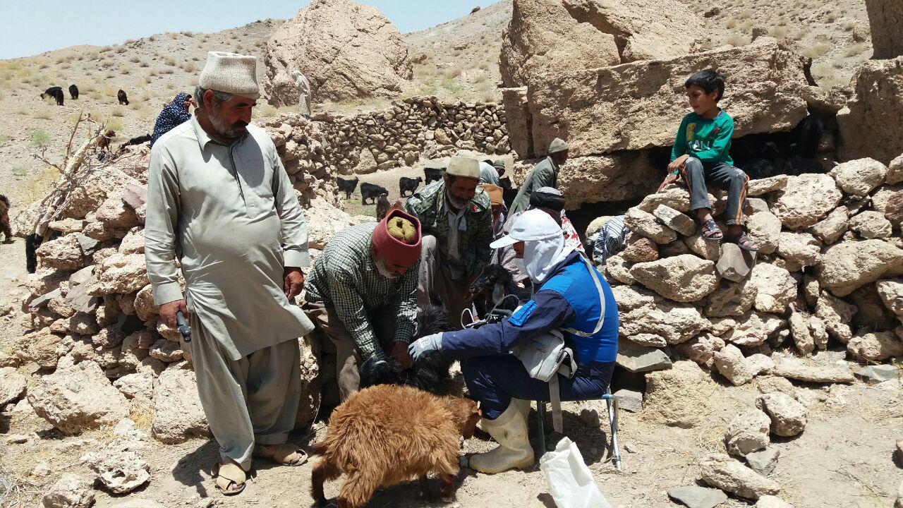 واکسیناسیون 120 هزار رأس دام سبک علیه تب برفکی در نهبندان