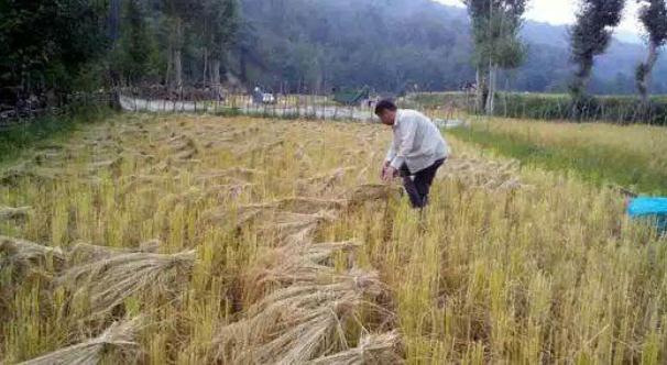 آغاز برداشت برنج در 3 شهرستان گیلان