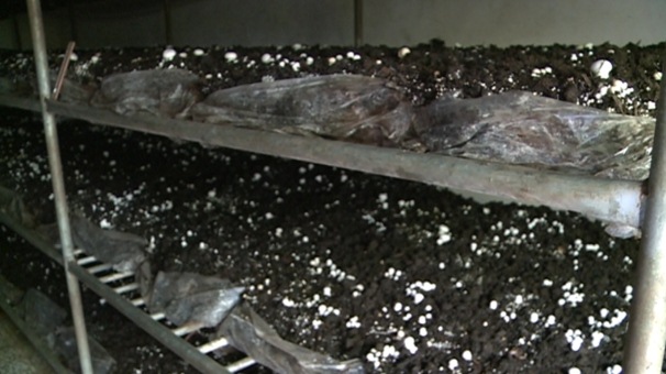 کاهش هزینه های تولید ، با ابتکار پرورش دهنده قارچ