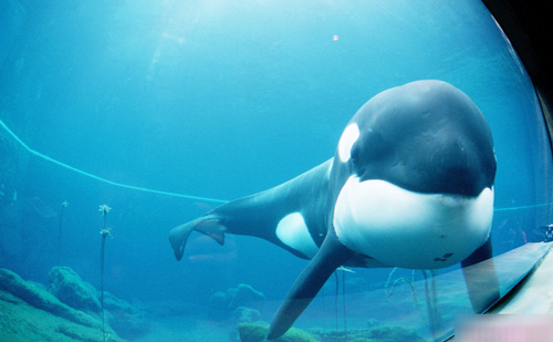 مسافران غیر عادی که دور جهان را گشتند