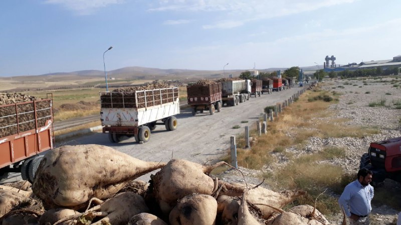 کارخانه قند شهرستان نقده با ظرفیت روزانه ۳ هزار تن آغاز بکار کرد .