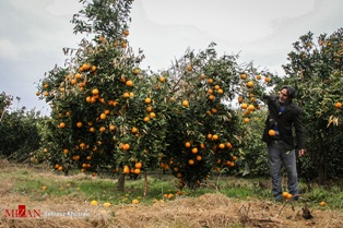 کلاسهای آمئوزش گروهی برای باغداران سوادکوه