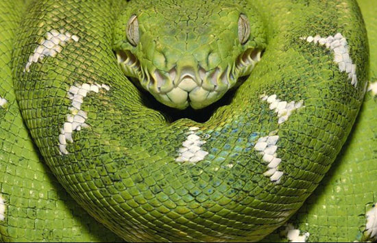 خطرناک‌ترین موجودات کره زمین (2)