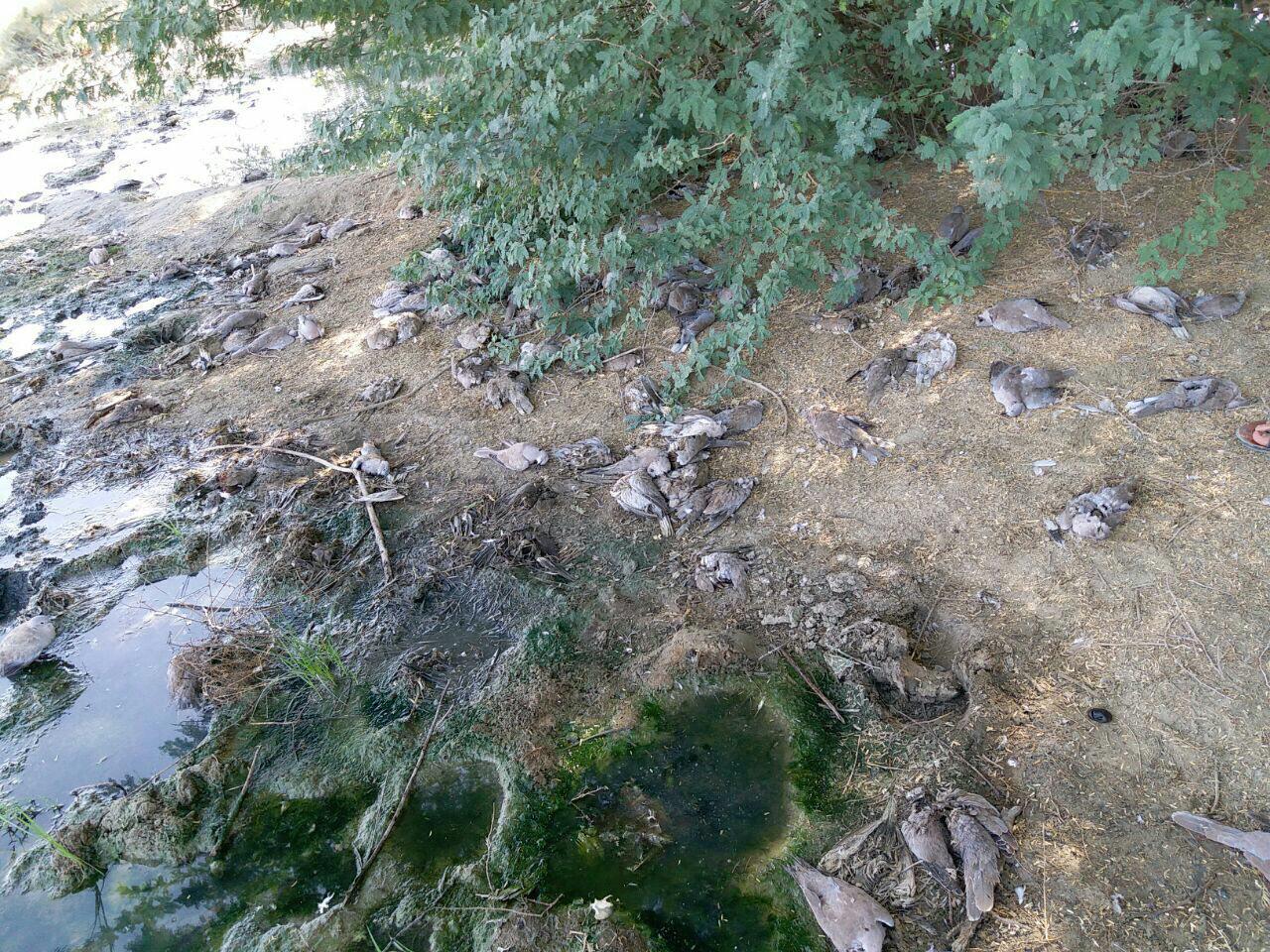 کارشناسان محیط زیست کشور به دنبال علت مرگ کارشناسان محیط زیست کشور به دنبال علت مرگ