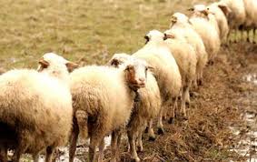 ذبح دام خارج از نظارت دامپزشکی ؛ ممنوع