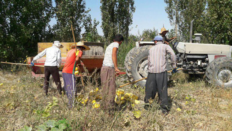 برداشت کدو آجیلی در ارومیه