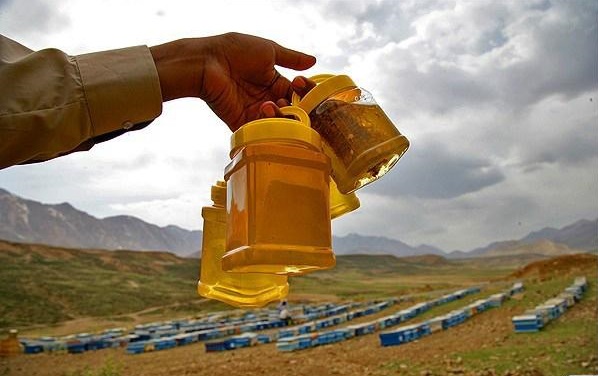 آغاز برداشت عسل از 149 هزار کلونی زنبور