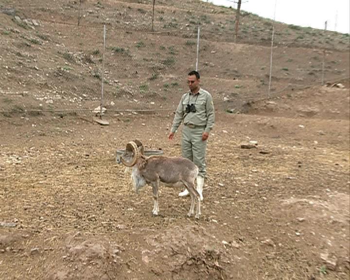 مرگ 20 راس وحوش در پارک ملی سالوک بر اثر طاعون